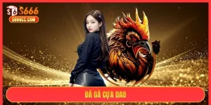 Đá gà cựa dao